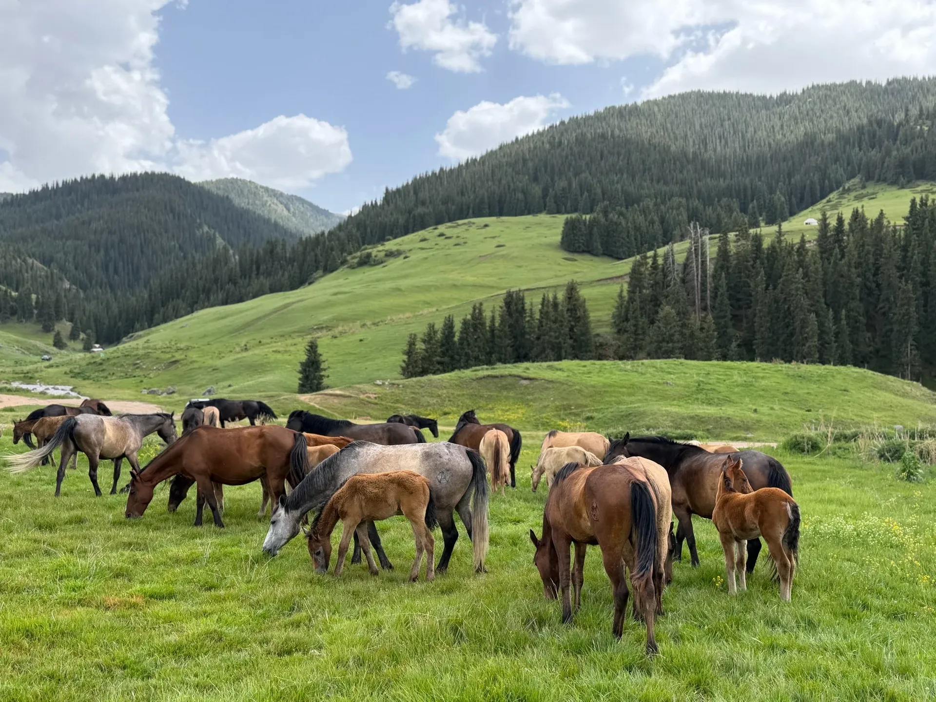 Wildpferde in der kasachischen Steppe